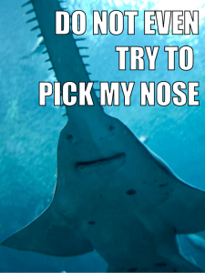 saw shark, shark memes, funny sharks