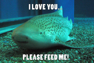 zebra shark, funny shark, smiling sharks, shark memes